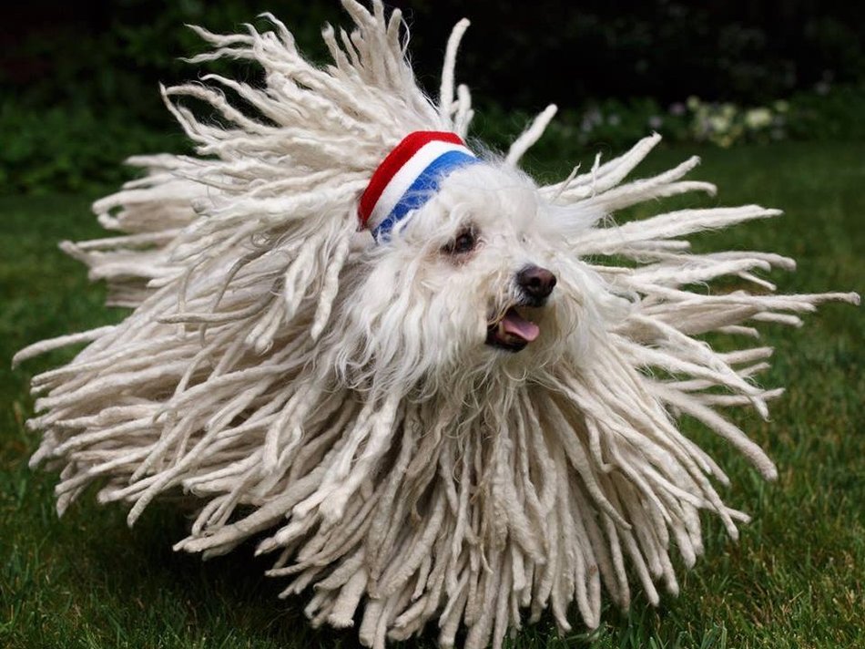 /uploads/image/beast-is-a-hungarian-sheepdog-with-quite-an-impressive-coat.jpg